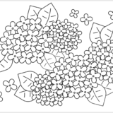 【塗り絵】紫陽花（あじさい）①