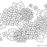 【塗り絵】紫陽花（あじさい）①