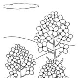 【塗り絵】菜の花①